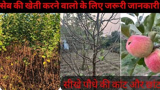 गर्म इलाके में सेब के पौधों की कैसे करे  कटिंग। hot climate apple plant cutting and pruning