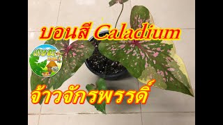 บอนสี จ้าวจักรพรรดิ์ Caladium EP.63