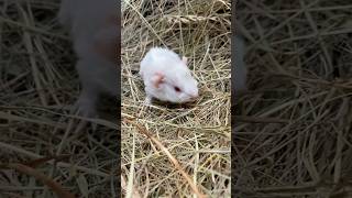 New born albino guinea pig #newborn #babyguineapig #guineapig #albino #albinoguineapig#baby #hay