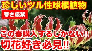 【切花好き必見‼︎珍しいツル性球根植物】この春コレを植え付けて欲しい‼︎まっちゃんがオススメする球根植物Ver276【カーメン君】【チューリップ】【球根】