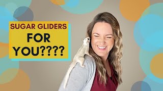 Are Sugar Gliders a GOOD FIT for YOU? | Sugar Glider Diaries