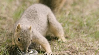 The Squirrels of UCLA