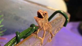 1 Day Old Baby Chameleon SMILES AND BLOWS BUBBLE!!!