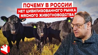 Почему в России нет цивилизованного рынка мясного животноводства? | Мясное животноводство