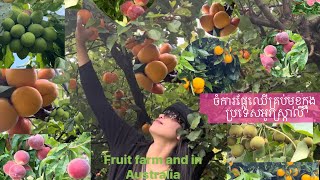 Fruit farm  in Australia 🇦🇺 ចំការផ្លែឈើគ្រប់មុខនៅប្រទេសអូរស្រ្តាលី