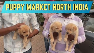 Puppy market in India at cheapest rates| Wholesale Dog market outside Nawanshahr Dog show 2024