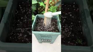 立秋過后三角梅還不開花，給它用這個大招#三角梅 #養護小知識