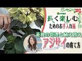 🌸07:アジサイの育て方（花後の管理と植え替え）#長く楽しむためのお手入れ術