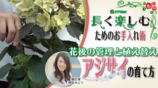 🌸07:アジサイの育て方（花後の管理と植え替え）#長く楽しむためのお手入れ術