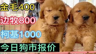 金毛400，边牧800，柯基1000今日狗市报价，喜欢抓紧来看看吧