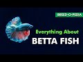 Everything About Betta Fish | Breedopedia