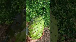 நம்ம மரத்தில் உள்ள பழங்கள் #shortsvideo #food #freshfood #lemon #soursop #fruits #morning #garden