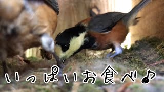 【ヤマガラ】【山雀】祝ヒナちゃん誕生！めでたい！仲良しヤマガラさん一家♪　Varied tit