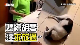 救狗喔！乳牛汪聽媽練胡琴「痛苦倒地」摀耳遮眼🤣｜寵物動物｜搞笑｜戲精｜精選影片