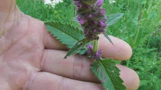 Stachys sylvatica, commonly known as hedge woundwort, whitespot,  hedge nettle