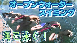 「須崎市の海でオープンウォータースイミング」2023/10/25放送こうちeye