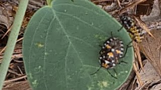 חרק תריסית הצלף על צלף קוצני The bug Stenozygum coloratum on Capparis spinosa