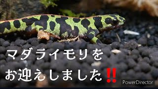 【マダライモリ】お迎えしてました🦎　おまけ動画ありっ🌸　Vol.13