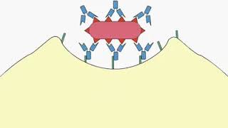 FAGOCITOSIS