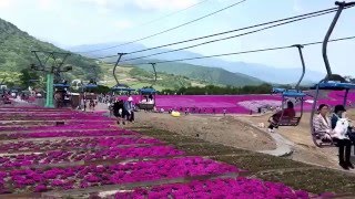 茶臼山高原の天空の芝桜、リフトに乗って楽ちんです。