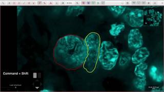 QuPath annotation trick