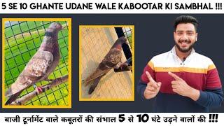 5 SE 10 GHANTE UDANE WALE KABOOTAR KI SAMBHAL 100%RESULT (KABOOTARBAZI)