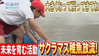 感動の瞬間！酒田市の子供たちが5万匹のサクラマスを最上川に放流日本財団 海と日本PROJECT in 山形2023 #03