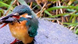 【閲覧注意】アメリカザリガニ捕食する鳥カワセミの食べ方。執拗に叩きつけ解体する悲劇の調理法。