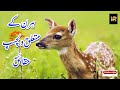 I Deer I ir Informative zone I Deer  ہرن  I Deer DocumentaryI