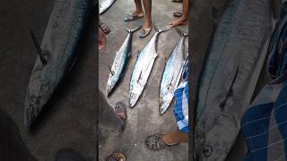 #நெய்மீன் #ஏலம் #குளச்சல் துறைமுகம் #today #fish #sale #trending #shorts