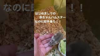 即手乗り！赤ちゃんハムスター