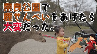 【奈良公園】1歳児と3歳児に鹿せんべいを持たせたら大変だった【関西】【鹿せんべい】