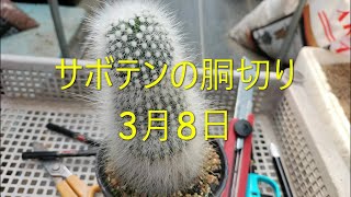 サボテンの胴切り　3月8日