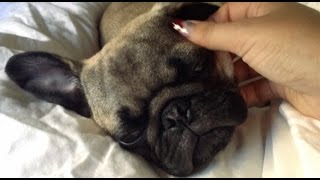 どうしても睡魔に勝てないパグ犬※ママの神がかったマッサージ編 Pug Puppy