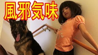 シェパード犬マック残念、孫娘風邪気味だから遊べないよー