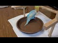 【癒し】セキセイインコ　初めての水浴び　　budgerigar