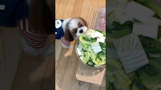 샤브샤브가 먹고 싶은 시츄 강아지가 한 귀여운 행동‼️🐶🥬🥓😁 Shih Tzu