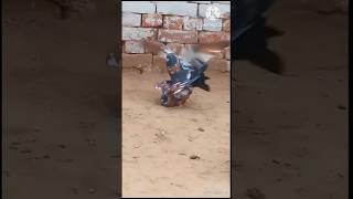 pigeon mating #pigeon #kabutar #kabootar #pets #viral #shortvideo #shorts #pigeonbreed