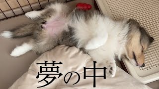 【生後2ヶ月】夢の中でも走る赤ちゃんシェルティ😴Baby sheltie running in dreams