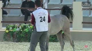 N 24 ALQAMRA SQ   6th Souq Waqif International Arabian Horse Show 2025   Yearling Fillies Section B