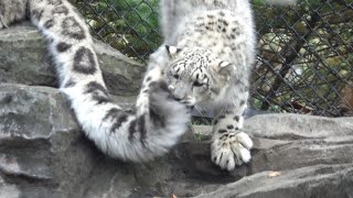 ユキヒョウ赤ちゃんヒカリ アサヒママのシッポじゃらし作戦！ Hikari, The Tail-eater. 2022.11月 Snow Leopard Cub