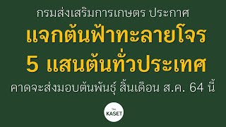 The Kaset News ep. 30  แจกต้นฟ้าทะลายโจรทั่วไปทั่วประเทศ