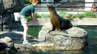 Seal feeding and Tricks