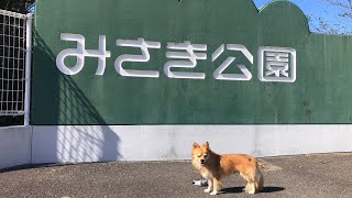 みさき公園跡に行ってみた【ポメチワ】きぃ太