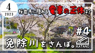 【交野】桜並木に隠れる電車の正体は？免除川をさんぽ。#4【散歩】