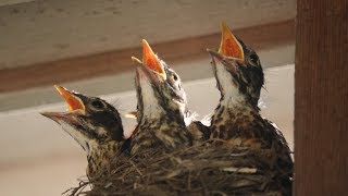 Baby Robins: Feeding to First Flight \u0026 Leaving Nest (HD)