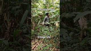 Village Jungle Adventure || Collecting Phrynium Leaves || #shorts #hardworks #adventure #trending