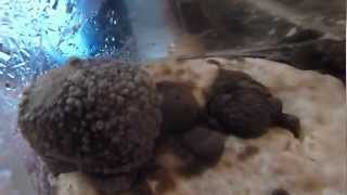 MAITAKE MUSHROOM SPORES PART 2