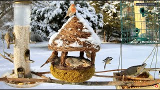 LIVE 1.25.25 4K New England Winter Snow Bird Watching Feeder Cam Cardinals Woodpeckers Finches