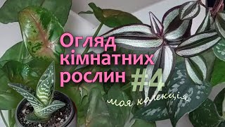 Огляд Кімнатних Рослин | Кімнатні Рослини - моя колекція лютий 2025 | частина 4